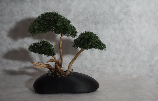 zen void 取扱開始